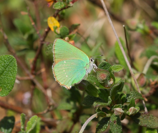 Callophrys rubi